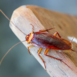 Cockroach Control