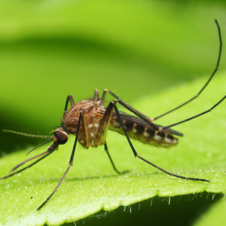 Mosquito Control
