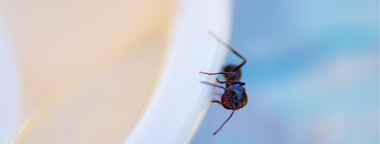 Ant Control Experts in Irvine, CA