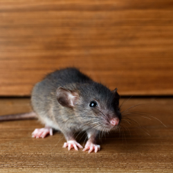 Rodent Control