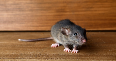 Rodent Control